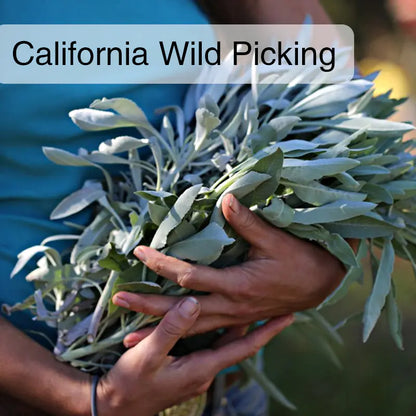 Natural White Sage Air Purifying Smudge Sticks (3 Bundles)